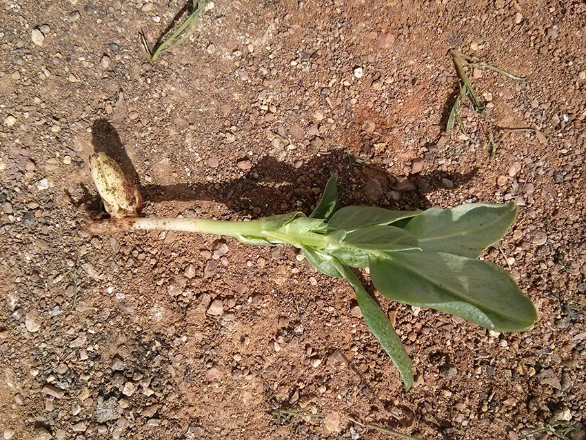 Haba arrancada en la que se ve perfectamente la semilla abierta y el tallo saliendo de ella