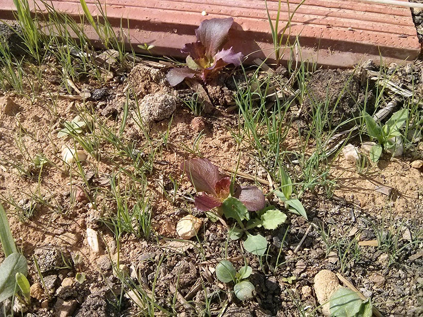 Hoja de Roble sorpresa