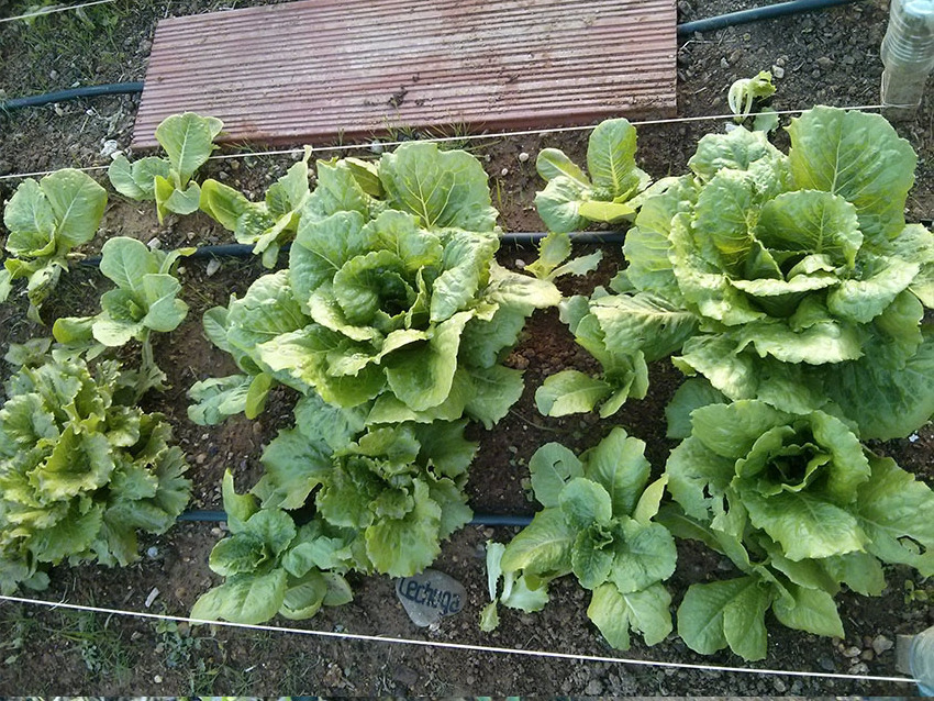 Lechugas