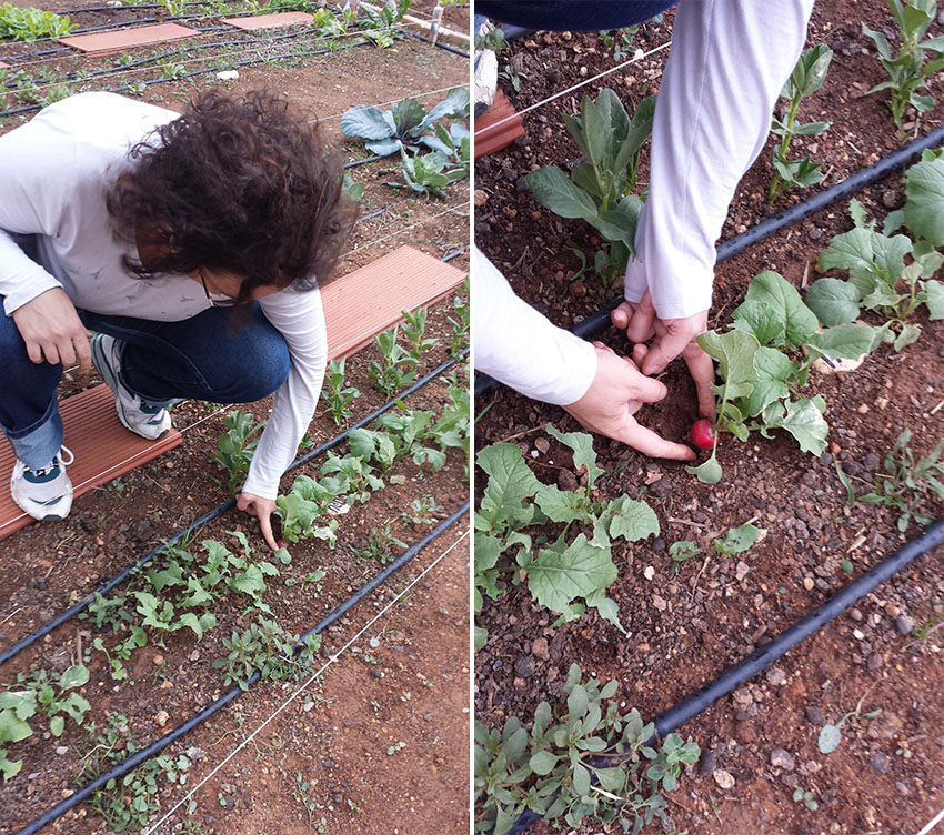 Recogiendo el primer rábano