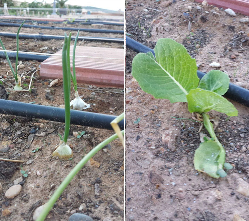 Cebollas y Lechuga