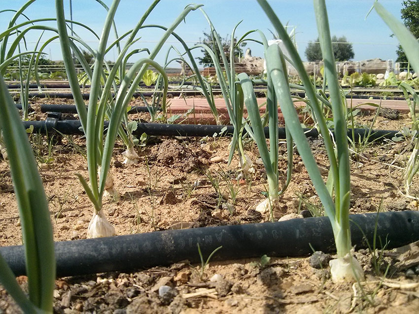Cebollas