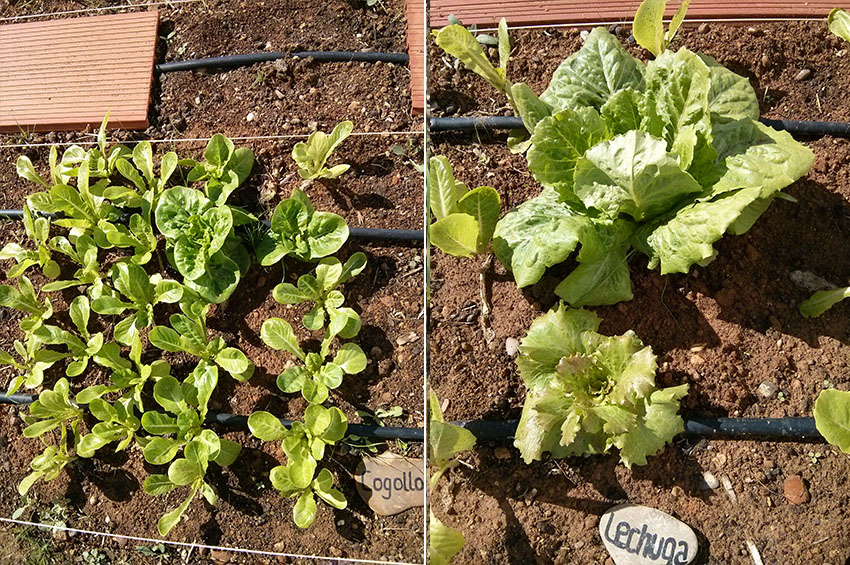 Cogollos y lechugas