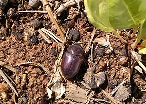 Escarabajo