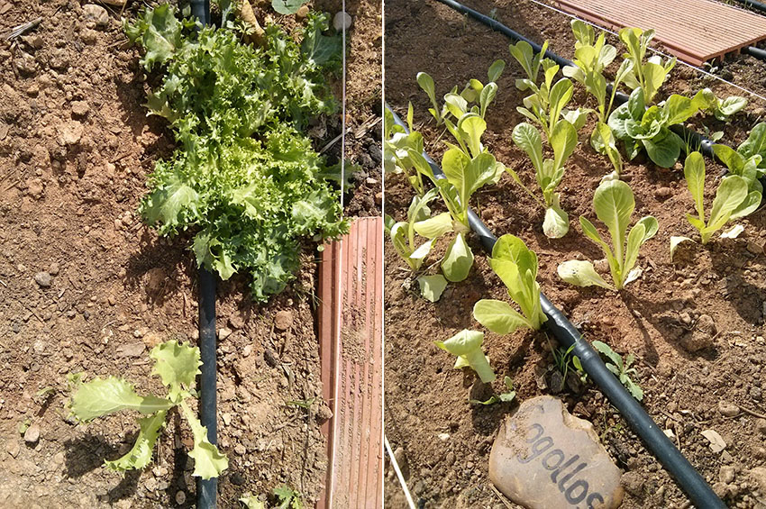 Las escarolas y los cogollos que plantamos en la última tanda aguantan mejor que los anteriores