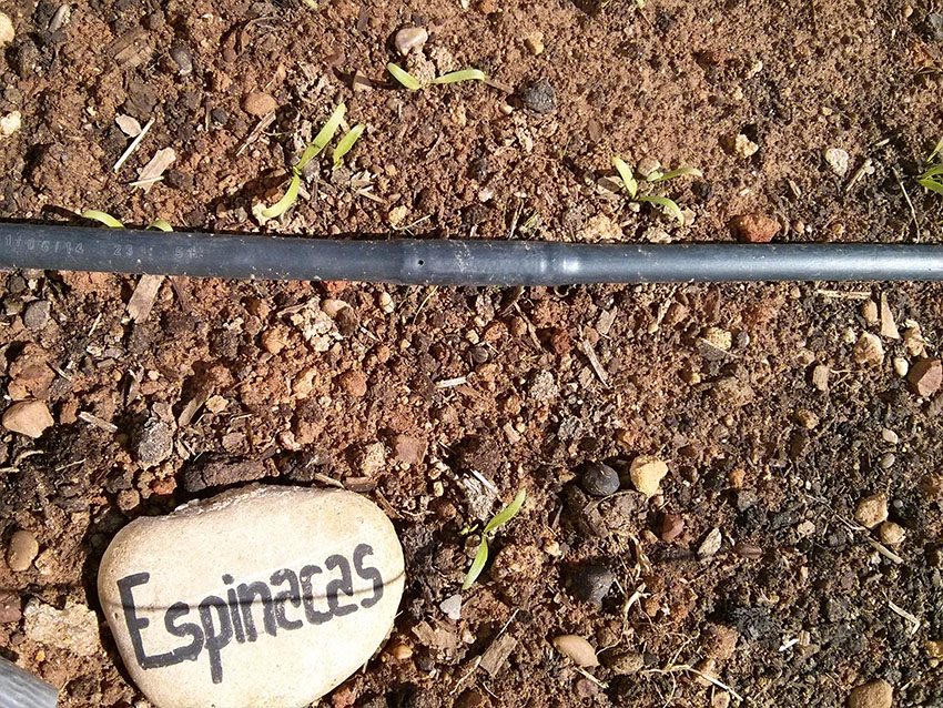 Espinacas, o más bien donde deberían estar