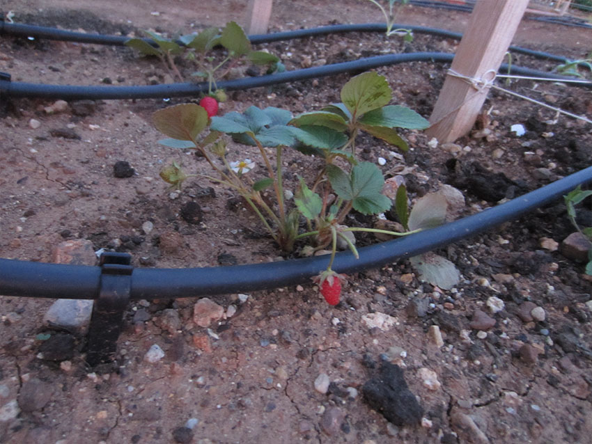 Fresas