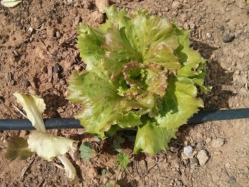 Lechuga