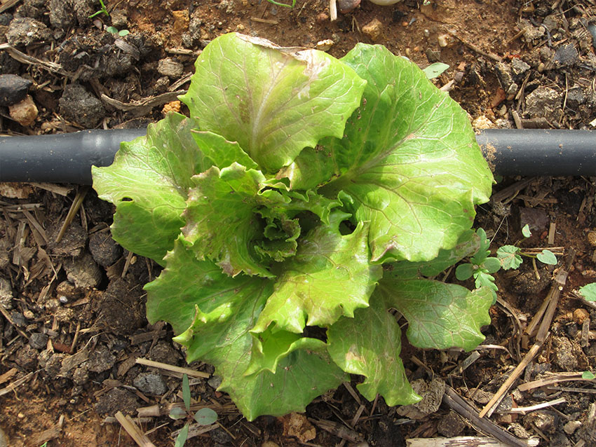 Lechuga
