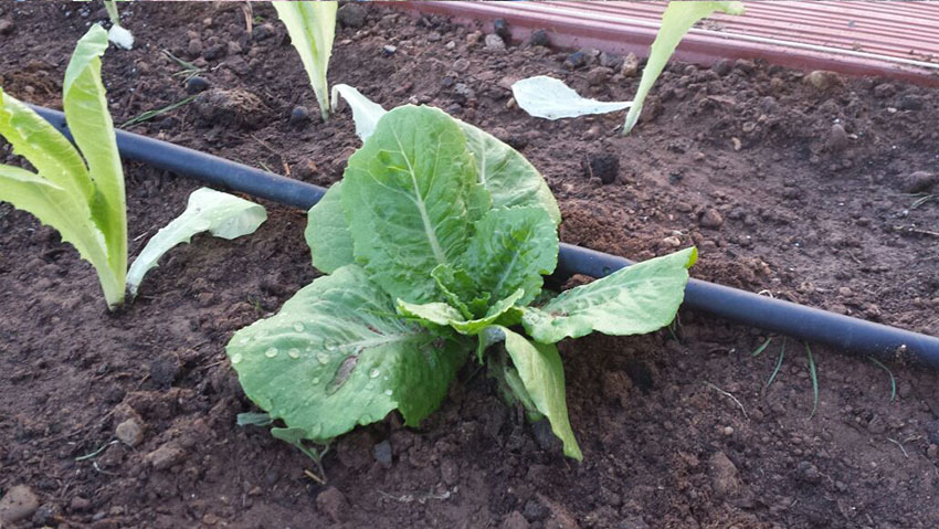 Lechuga