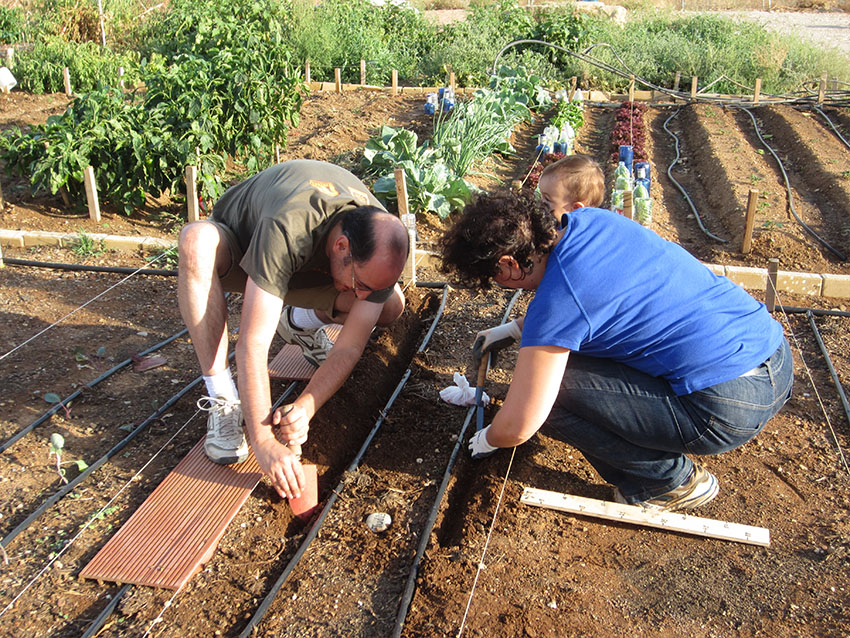Plantando las habas