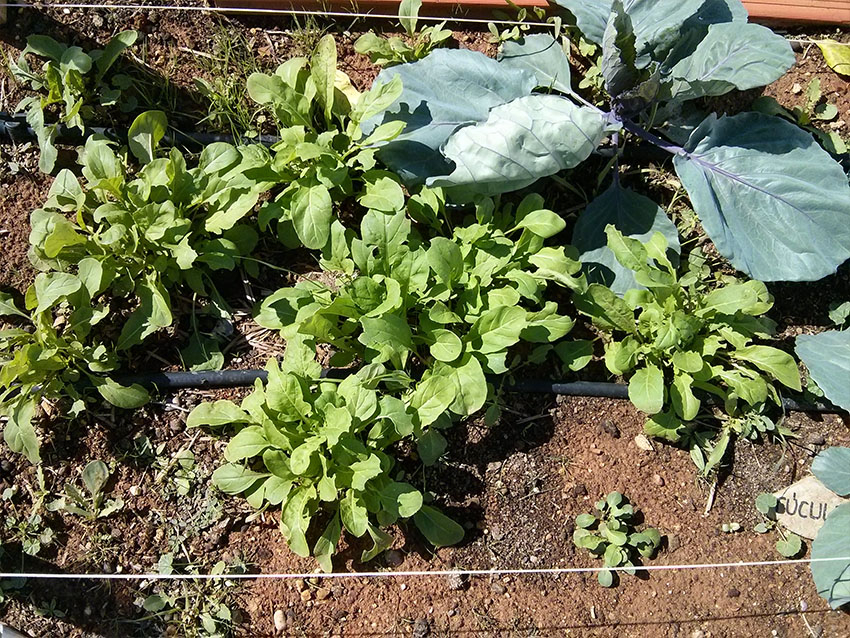 La lombarda está creciendo tanto que se está comiendo el sitio de la rúcula