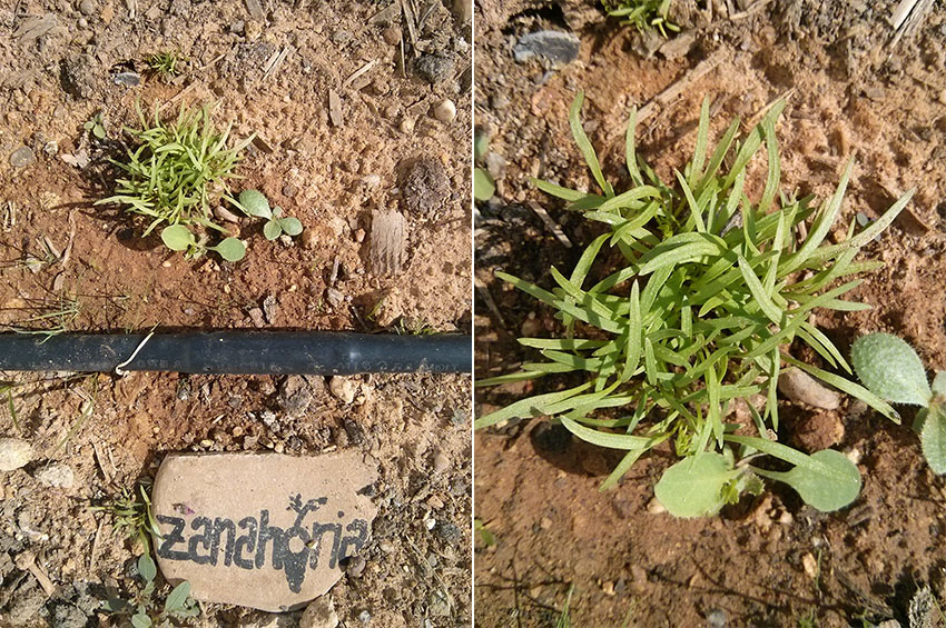 Las zanahorias también las plantamos en semillas
