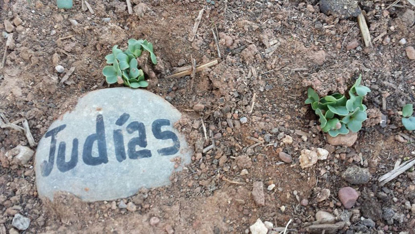 Rábanos a los cuatro días